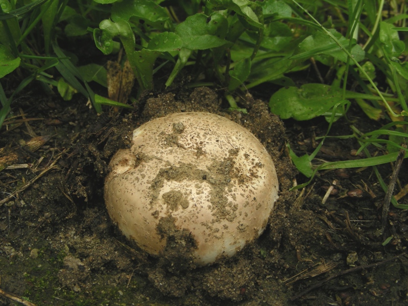 Ancora Agaricus